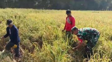 Babinsa Berjibaku, Bantu Petani Panen Padi di Tengah Musim Panen