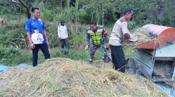 BABINSA KORAMIL 04/KP SERDA DIRHAMSYAHTURUN LANGSUNG MENDAMPINGI WARGA BINAANNYA MEMANEN PADI